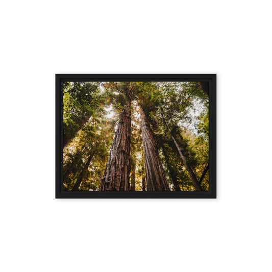 Redwood Resonance